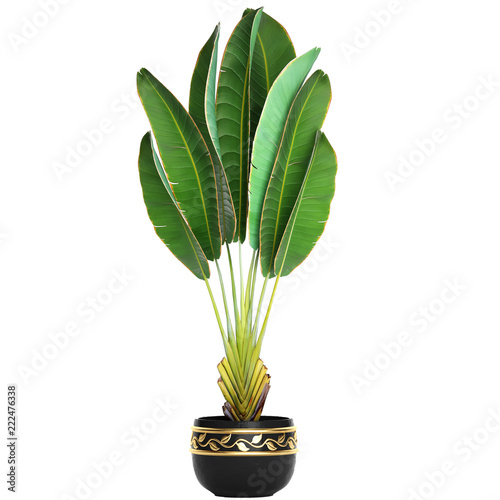 Banana palm, Ravenala palm in a pot	