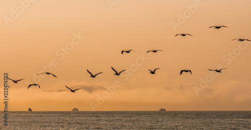 Birds flying over the San Francisco Bay at Dusk