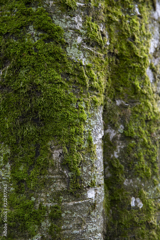 moss in a tree park moss in a tree park