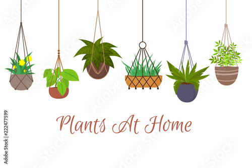 Indoor green plants in pots hanging on decorative macrame hangers vector set. Hanging plant in pot, decoration home illustration
