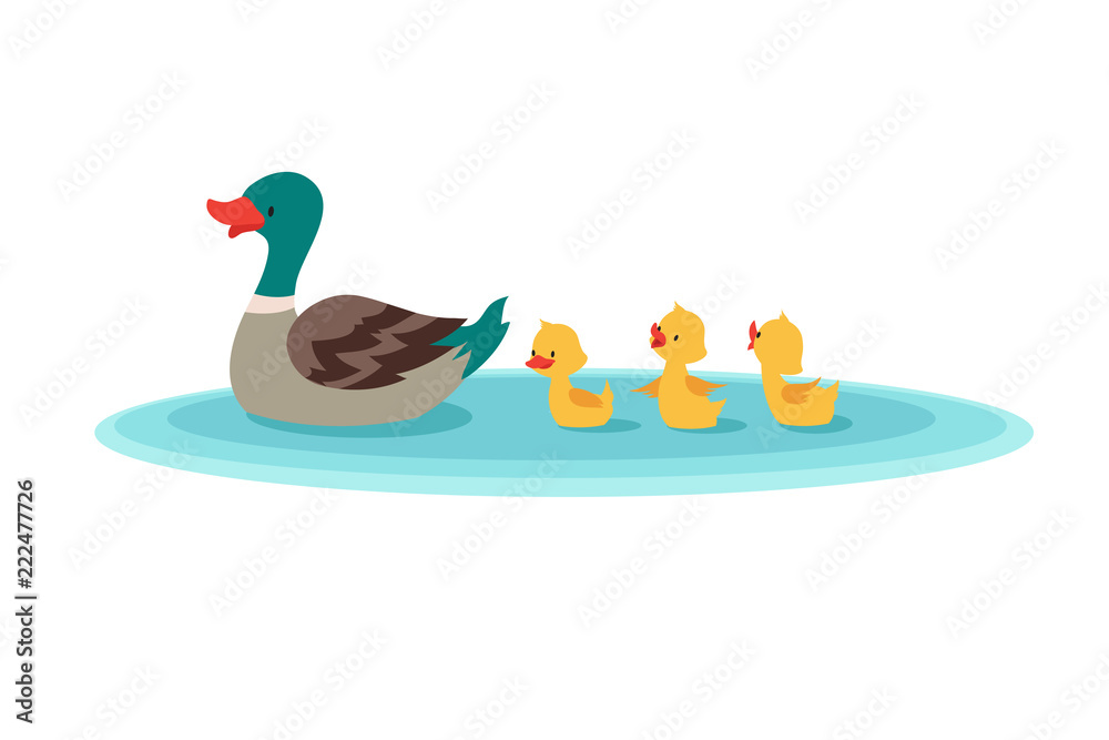 Mother duck and little ducks in water. Ducklings swimming in row