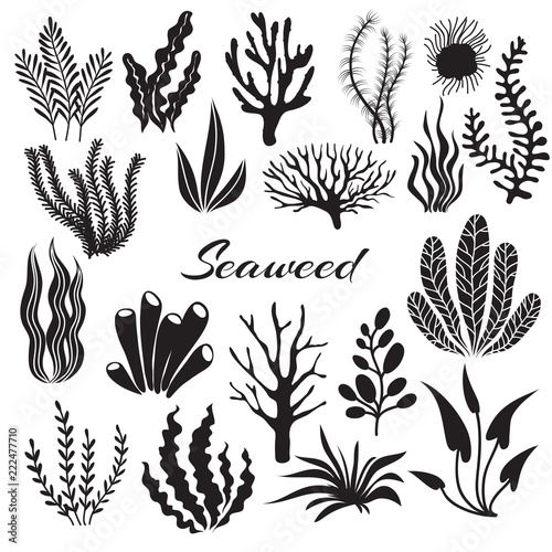 Aquarium seaweeds. Underwater plants, ocean planting. Vector seaweed black silhouette isolated set. Sea weed black, underwater sea ocean plant illustration