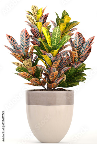 Croton in pot. Exotic plants