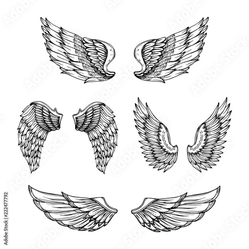 Hand drawn wing. Sketch angel wings with feathers. Vector tattoo design isolated. Angel wing tattoo, bird feather sketch drawn illustration