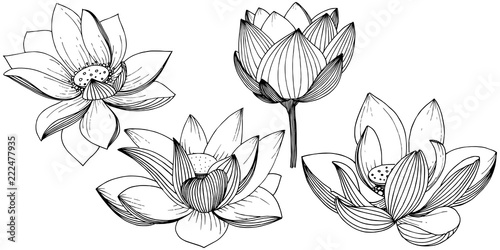 Vector lotus flower. Floral botanical flower. Isolated illustration element. Full name of the plant: lotus. Vector wildflower for background, texture, wrapper pattern, frame or border.