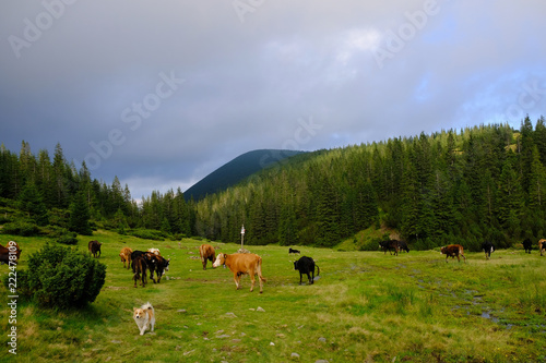 Ukraina, Karpaty Wschodnie - góry Gorgany Środkowe, wypas bydła na Przełęczy Ruszczyna