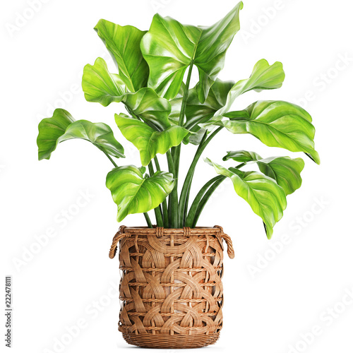Exotic plants in pot