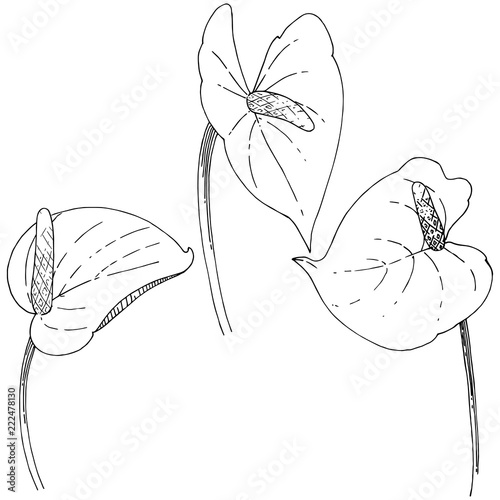 Tropical flower in a vector style. Isolated illustration element. Vector flower for background, texture, wrapper pattern, frame or border.