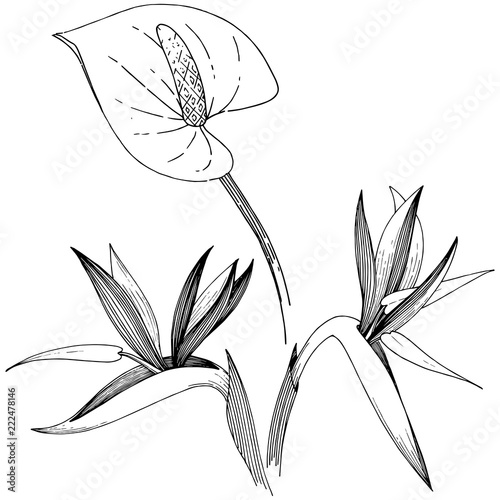 Tropical flower in a vector style. Isolated illustration element. Vector flower for background, texture, wrapper pattern, frame or border.
