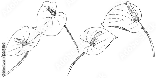 Tropical flower in a vector style. Isolated illustration element. Vector flower for background, texture, wrapper pattern, frame or border.