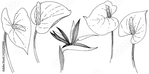 Tropical flower in a vector style. Isolated illustration element. Vector flower for background, texture, wrapper pattern, frame or border.