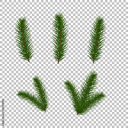 Fir tree branches. Isolated Christmas tree brancher. Realistic winter seasonal decorations