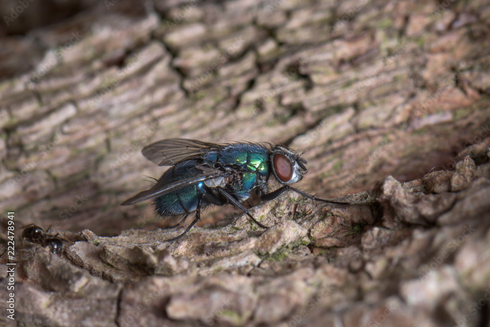 A big green fly on the bark of a tree, drinking tree juice - macro, close-up A big green fly on the bark of a tree, drinking tree juice - macro, close-up