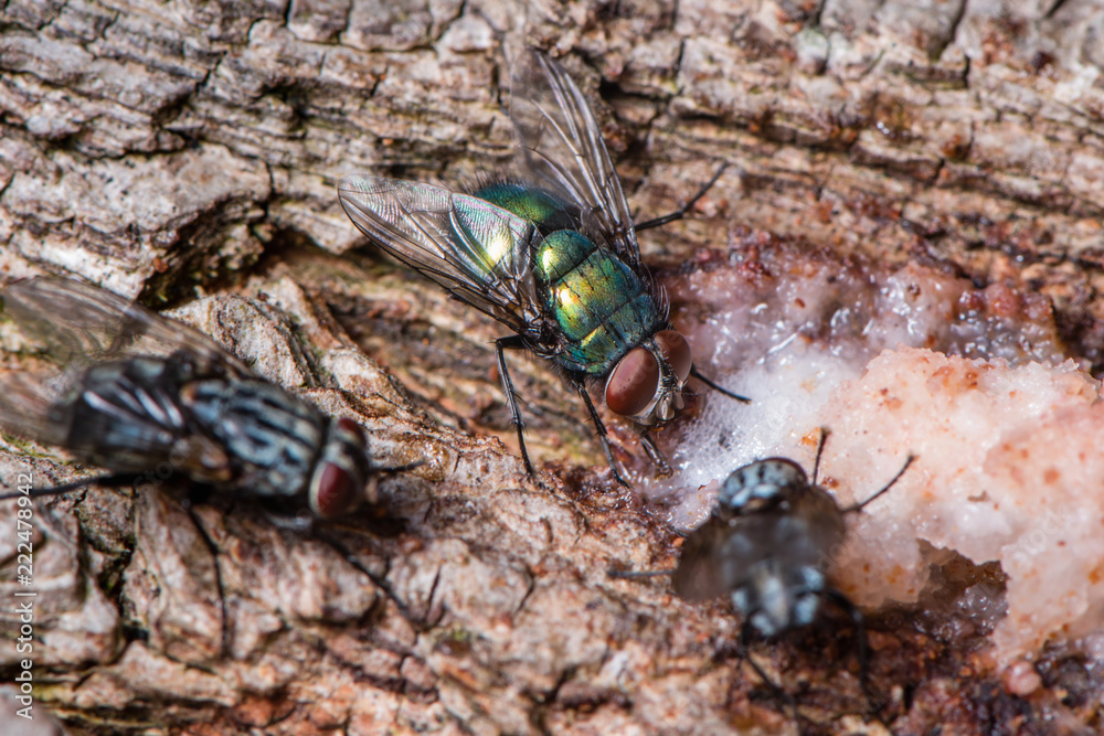 A big green and black flies on the bark of a tree, drinking tree juice - macro, close-up A big green and black flies on the bark of a tree, drinking tree juice - macro, close-up
