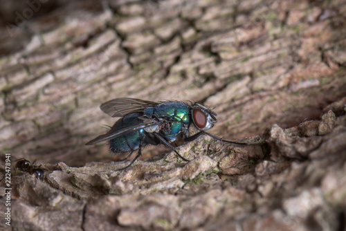 A big green fly on the bark of a tree, drinking tree juice - macro, close-up photo