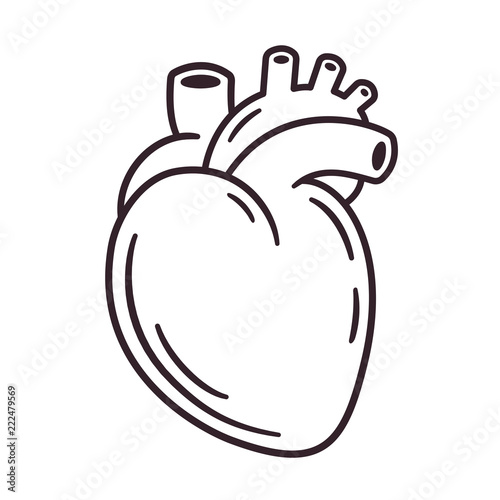 Realistic heart drawing