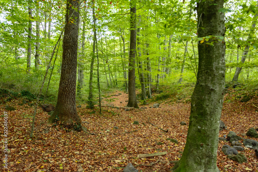 A view of la Fageda d'en Jorda, in la Garrotxa, Spain A view of la Fageda d'en Jorda, in la Garrotxa, Spain