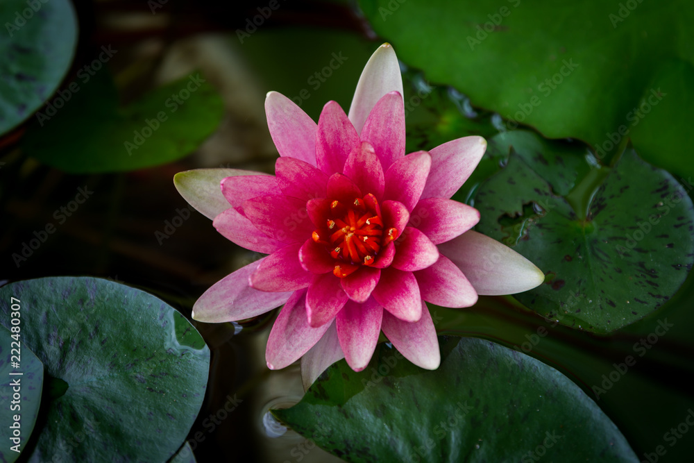 A beautiful pink waterlily or lotus flower in pond - obrazy, fototapety, plakaty 