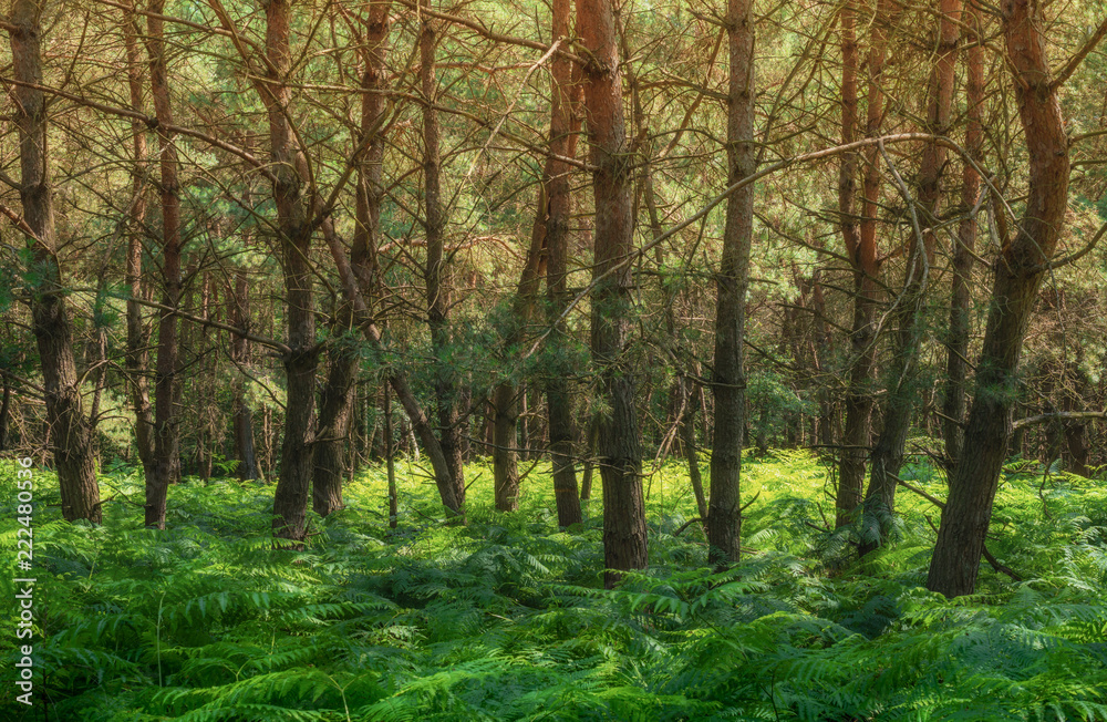Landschaft Wald Kiefernwald mit Farn - Landscape forest pine forest with fern