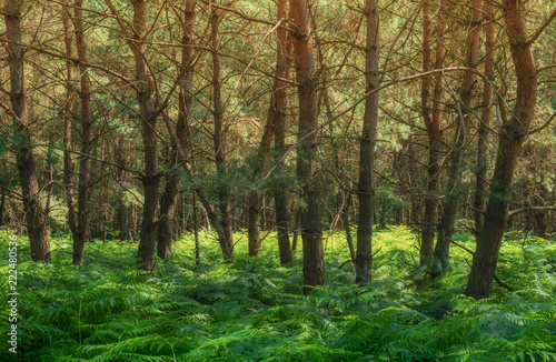 Fototapeta Naklejka Na Ścianę i Meble -  Landschaft Wald Kiefernwald mit Farn - Landscape forest pine forest with fern
