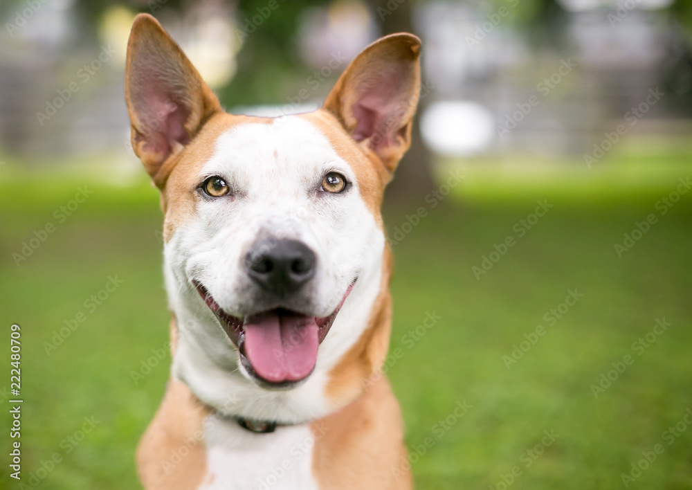 A red and white Terrier mixed breed dog with a happy expression