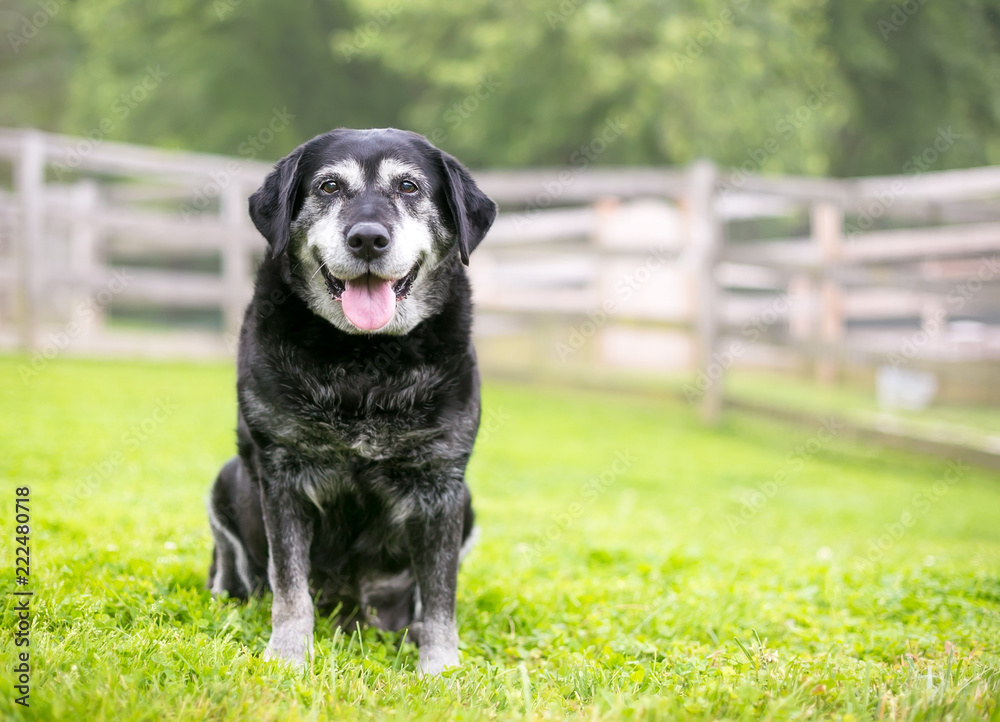 A senior Retriever mixed breed dog sitting outdoors A senior Retriever mixed breed dog sitting outdoors