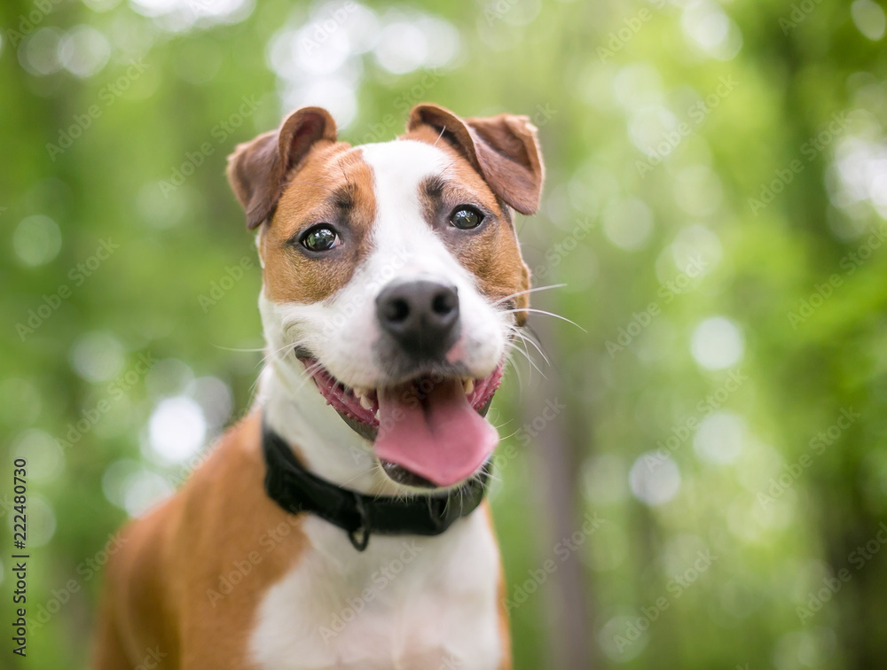 A red and white Terrier mixed breed dog outdoors with a happy expression A red and white Terrier mixed breed dog outdoors with a happy expression