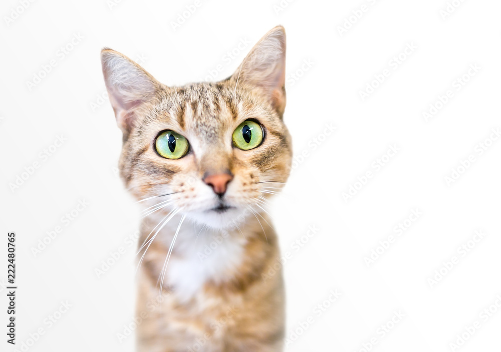 A cute tabby domestic shorthair cat with large green eyes
