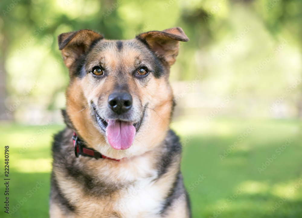 A Shepherd mixed breed dog outdoors with a happy expression