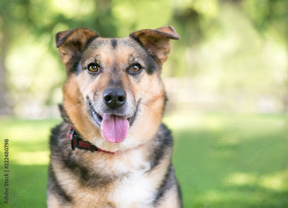 A Shepherd mixed breed dog outdoors with a happy expression A Shepherd mixed breed dog outdoors with a happy expression