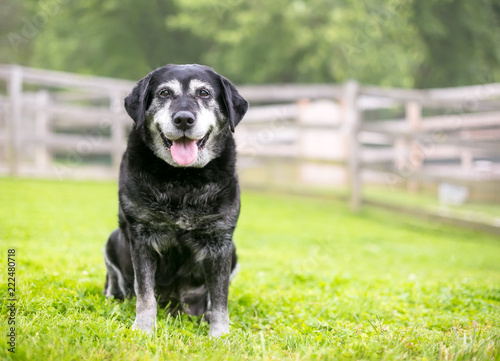 Canvas Print A senior Retriever mixed breed dog sitting outdoors