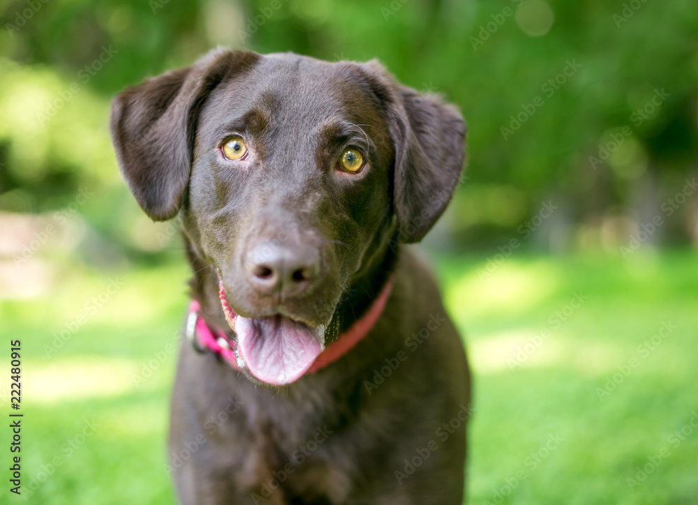 A Chocolate Labrador Retriever dog sitting outdoors with a happy expression