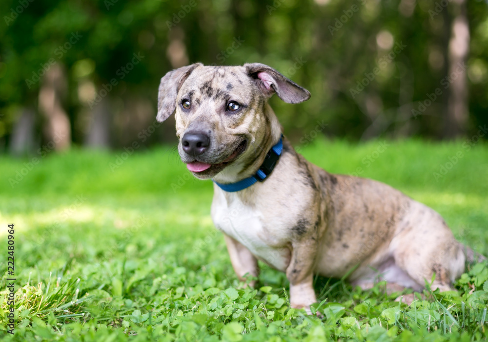 A cute merle mixed breed dog with sectoral heterochromia in its eyes