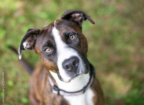 A brindle and white American Bulldog mixed breed dog looking up at the camera
