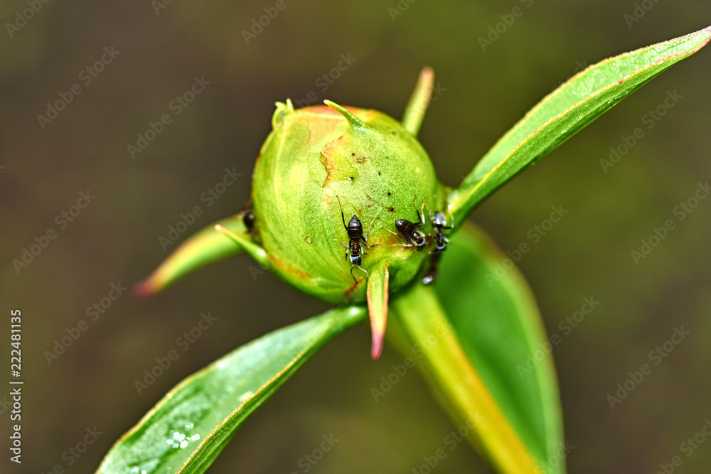 Unblown white peony flower after rain/Raindrops are visible on the white peony bud. Ants crawl on the bud. Marco, Nature, flowers, Russia, Moscow region, Shatura