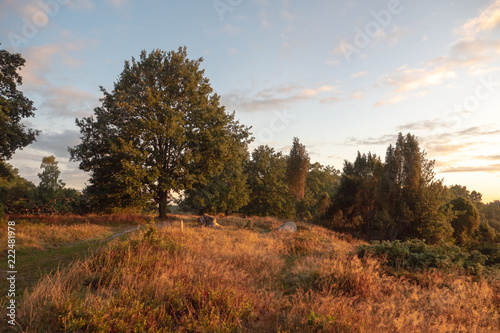 Landschaft in goldenem Licht