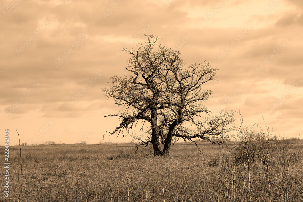 Lonely Oak