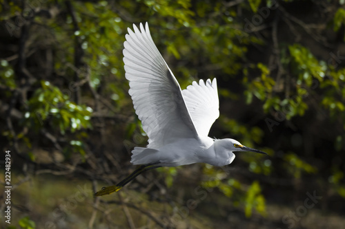 Snowy Egret flying in the Pantanal Region of Brazil