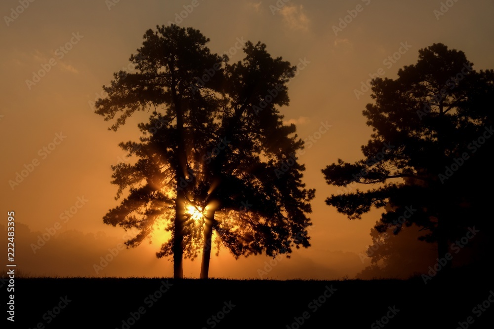 Beautiful foggy sunrise, as sunbeams stab through the loblolly pine trees. Raleigh North Carolina