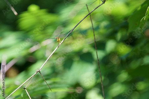 A small Dragonfly on a twig, selective focus