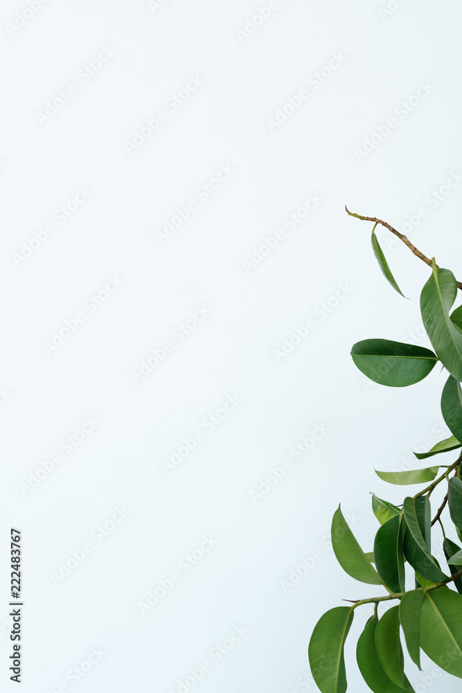 green ficus leaves on white background. simple natural minimalist backdrop.