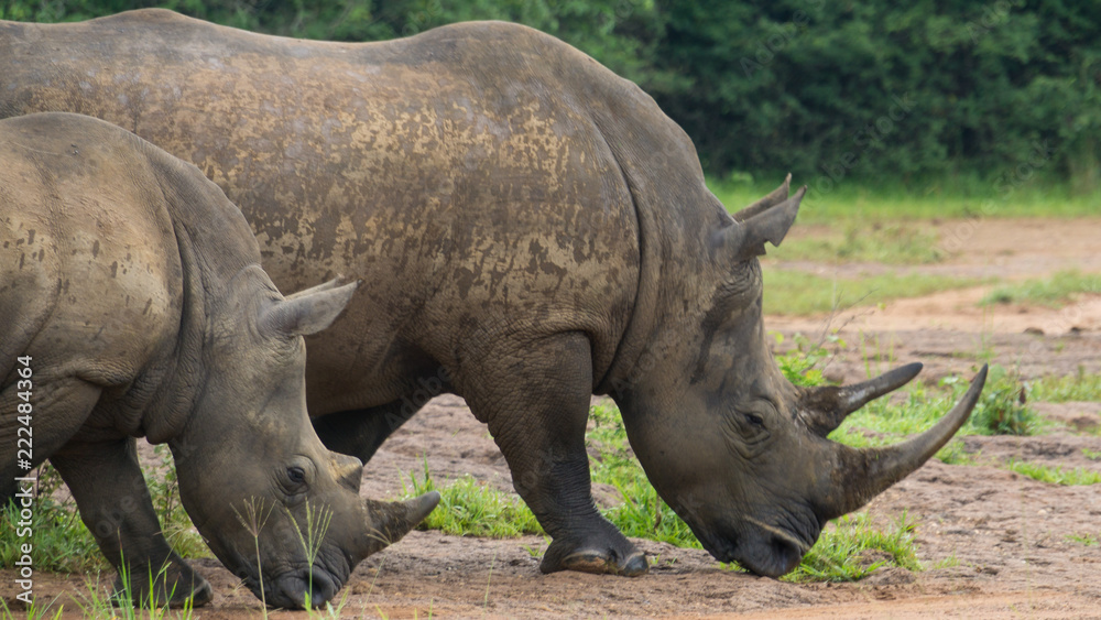 Fototapeta premium Rhinoceros walking in Uganda