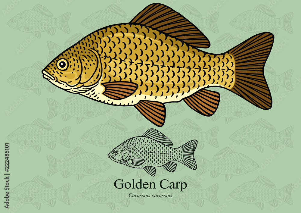 Naklejka premium Golden Carp. Vector illustration with refined details and optimized stroke that allows the image to be used in small sizes (in packaging design, decoration, educational graphics, etc.)
