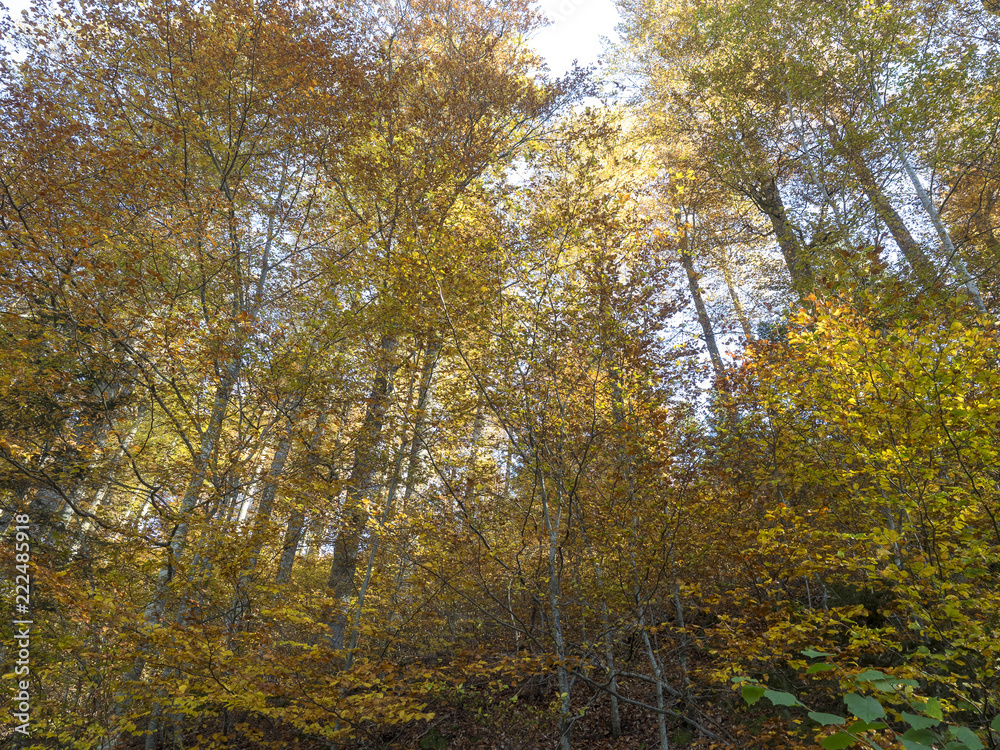 Fagus sylvatica. Feuilles sur branches de hêtres communs aux couleurs cuivrées d'automne