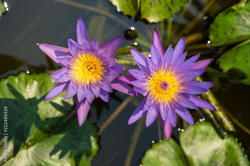 Twin Lotus purple on green leaf, Twin Lotus purple on green leaf,