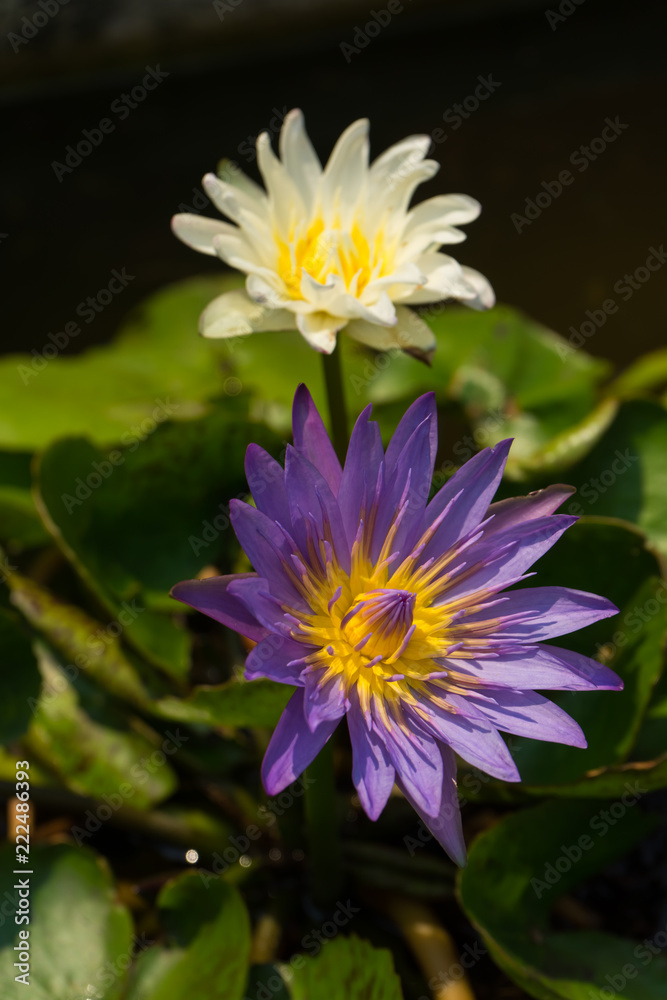 Purple lotus in pond on blurred white lotus background, Purple lotus in pond on blurred white lotus background,
