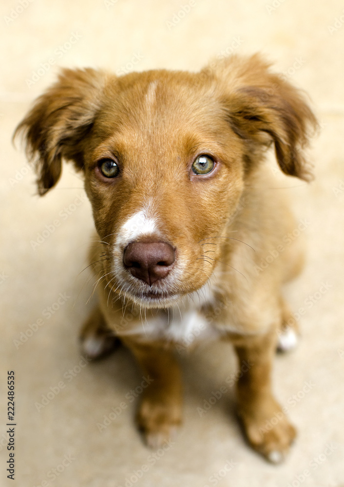 Light-eyed puppy seated Light-eyed puppy seated