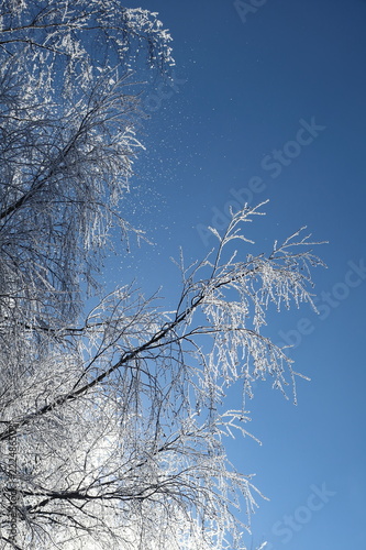 Winter landscape