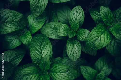 Mint green leaves pattern background