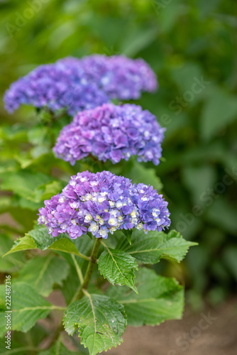 青紫色のアジサイの花